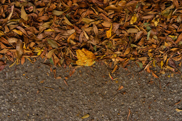 落葉した落ち葉の背景素材