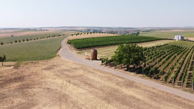 Aspiring winemaker goes through his crop and evaluates the vines over the summer, wondering what the harvest will be like. Grower's Spirit. Kyjov, Czech republic. 4k video