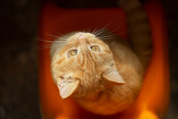 Top view ginger kitten,sitting on orange chair.