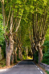 French Avenue with tall plane trees on both sides of the road in Cèze valley near Montclus. Picturesque typical alley way in Provence south France on a summer evening with bright warm sunlight.