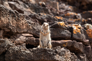 Atlashörnchen wartet auf Futter 
