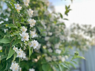 Blooming jasmine tree, floral background