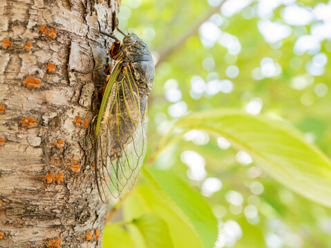 クマセミ の画像 914 件の Stock 写真 ベクターおよびビデオ Adobe Stock クマセミ の画像 914 件の Stock 写真 ベクターおよびビデオ Adobe Stock