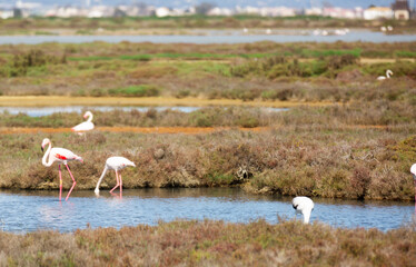 flamingo birds during migration at the mouth of the river
