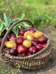 basket of fresh red and yellow onions