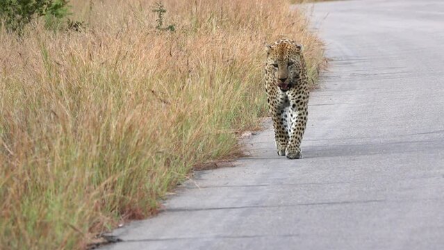 Leopard Walking Toward the Camera on a Bush Road in Africa.