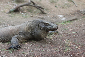 Obraz premium Komodo dragon is on the ground. Interesting perspective. The low point shooting. Indonesia. Komodo National Park. 