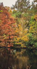 Fototapeta na wymiar autumn in the forest in the park in Amsterdam