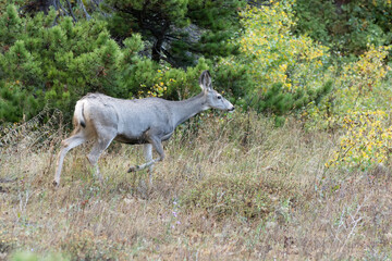 Fototapeta na wymiar Mule Deer (Odocoileus hemionus) running through the scrub in Montana