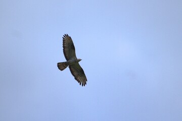 red tailed hawk