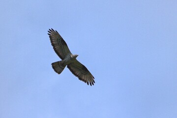 Fototapeta na wymiar hawk in flight