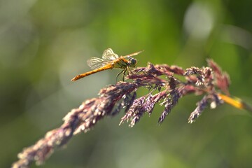 dragonfly on a flower