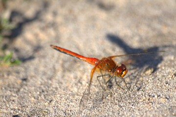 close up of dragonfly