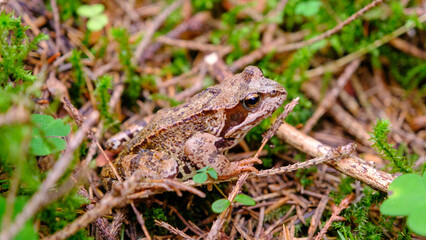 Common frog in Latvian forest, in lush green moss in summer