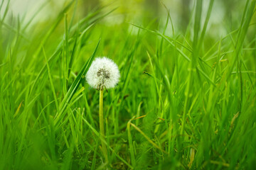 biała roślina na tle zielonej trawy