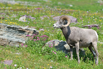 Mouflon Goat at Glacier National Park USA