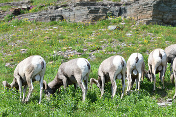Mouflon Goat at Glacier National Park USA