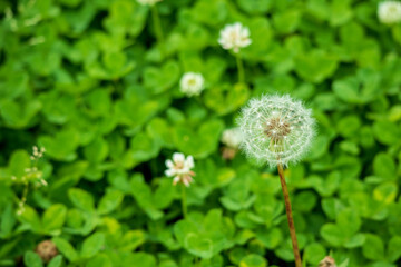 綺麗な球形のタンポポの綿毛