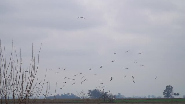 Gulls and chimango caracaras overfly a field near a garbage dumping ground. Wide view, slow motion.