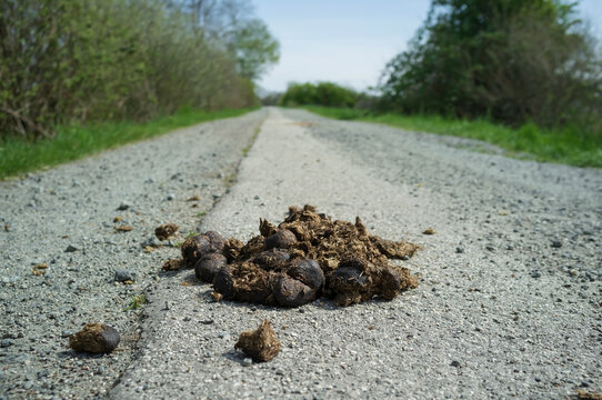 Horse shit on the road was not removed