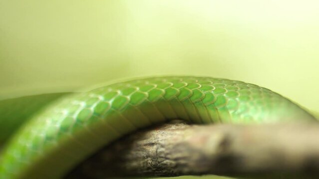Green Snake Scales Crawling on Branch Macro