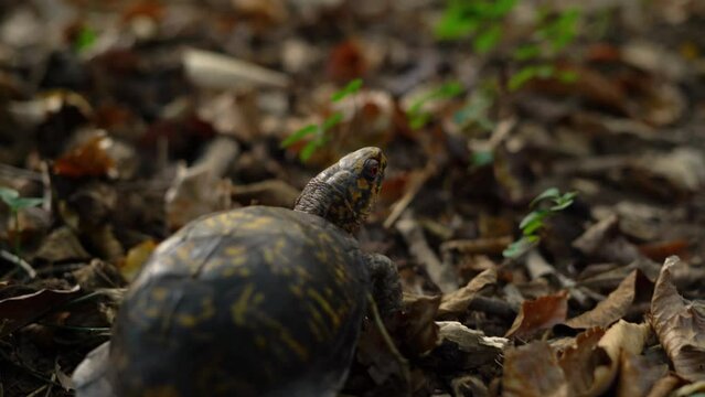 Box Turtle Crawling Through Forest