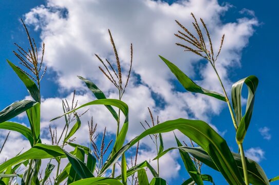A close up of corn reaching towards the sky with dramatic clouds in the background. Depicting Agriculture, farming, climate and sustainability.