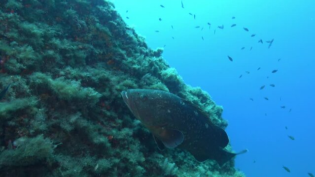 Marine sea lfie -  Big grouper fish swimmin alone