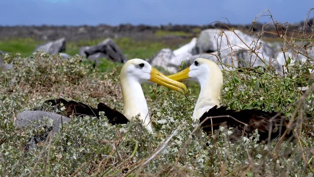 Pair Of Waved Albatross Birds Preening Each Other On unta Suarez, Espanola Island Galapagos. Slow Motion
