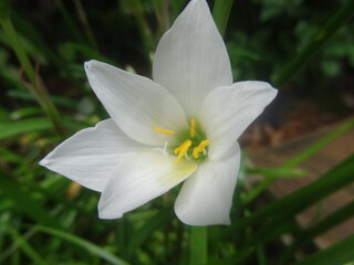 Une petite fleur blanche dans le jardin