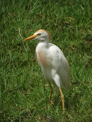 Une aigrette blanche dans un champ
