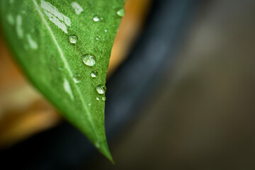 beautiful large clear raindrops on green leaves,morning dew drops glow in the sun beautiful leaf texture in nature nature background.