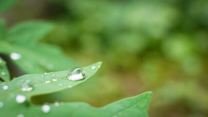 beautiful large clear raindrops on green leaves,morning dew drops glow in the sun beautiful leaf texture in nature nature background.