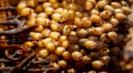 Inside a Native Frieseomelitta varia Beehive: Distinctive Honey and Pollen Storage Pots of a Stingless Bee Colony