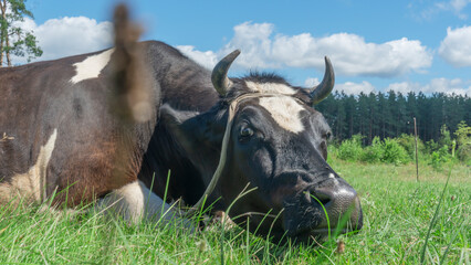 Open farm with dairy cattle on the field in countryside farm. Single cow lies on a pasture on blue sky background.