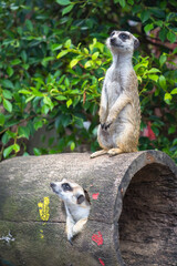 Meerkats living in captivity perform actions as if they were living in the wild