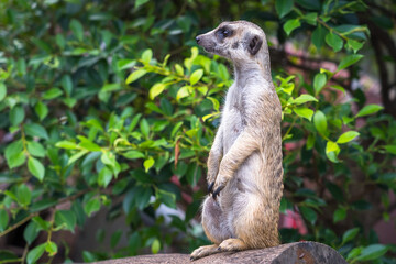 Meerkats living in captivity perform actions as if they were living in the wild