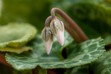 Two young cyclamen buds. Plant buds on a green natural background. Flowering cyclamen. Pink flowers.