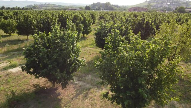Hazelnut Trees Agriculture Field