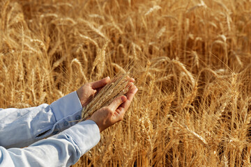 Female farmer in a process quality control on a wheat field, checking the spikelets. Cropped shot of a woman's hand holding the wheat ears. Close up, copy space for text, background.