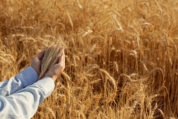 Naklejka na ściany i meble Female farmer in a process quality control on a wheat field, checking the spikelets. Cropped shot of a woman's hand holding the wheat ears. Close up, copy space for text, background.