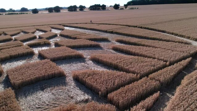Aerial drone rotating shot over an even diamond shaped crops in the middle of a ripe yellow wheat field in Micheldever Station, UK. Geometric shapes in nature