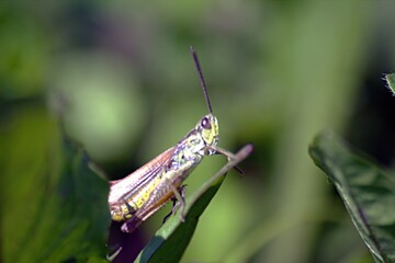 grasshopper on the grass