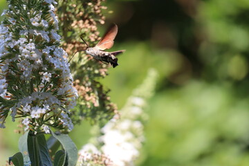 Hummingbird-Hawkmoth 