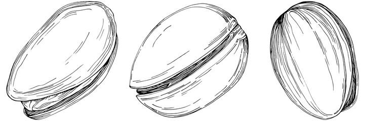 Hazelnut, filbert, cobnut hand-drawn Vector Illustration isolated on white background. Retro style farm product for restaurant menu, market label, logo, emblem and kitchen design. Decoration for food.