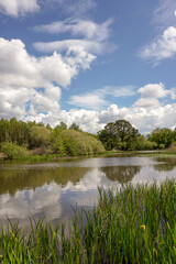 view over scenic lake in parkland. peaceful beauty spot by water edge