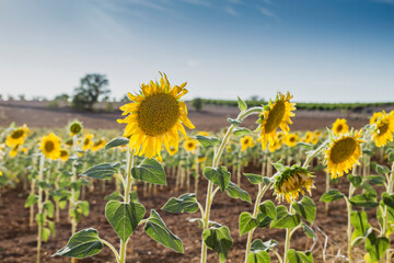 Sunflower plantation crops