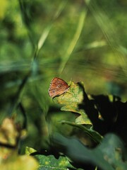 butterfly on the leaves