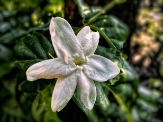 Close up of jasmine flower in the garden