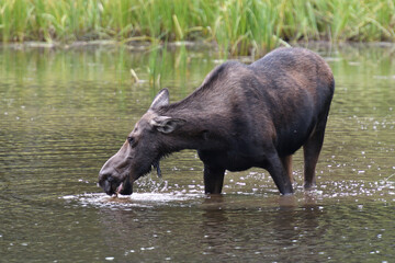 Moose in the lake in Grand Teton National Park USA
